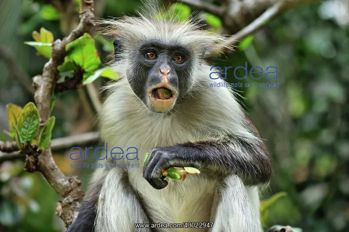 : Zanzibar Red Colobus eating : Zanzibar Red Colobus eating