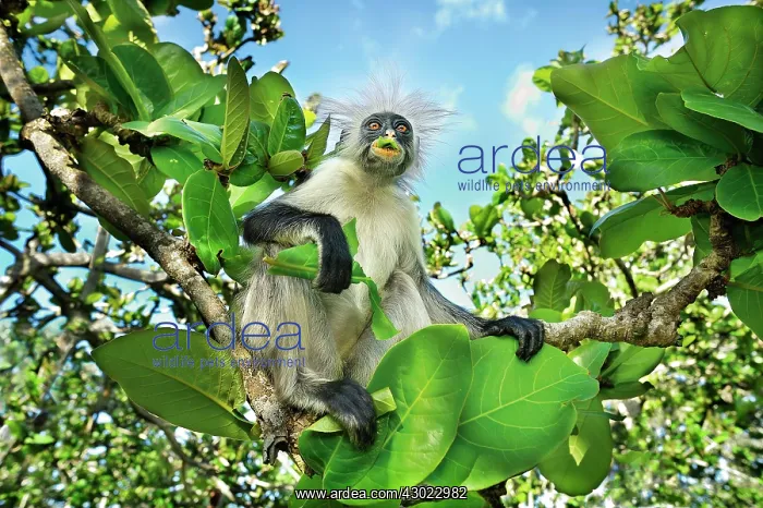 : Zanzibar Red Colobus eating : Zanzibar Red Colobus eating
