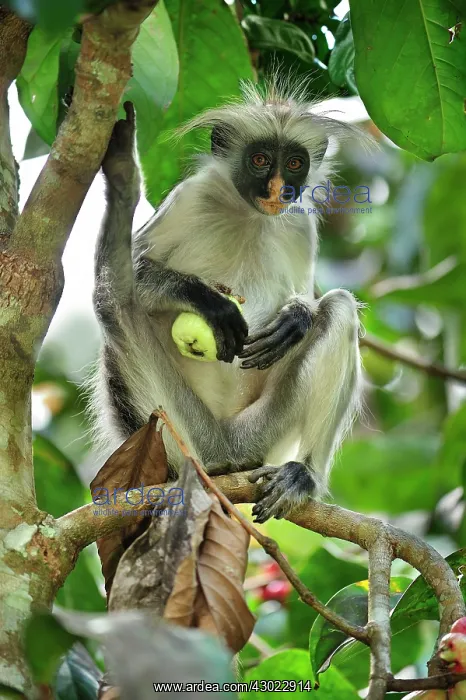 : Zanzibar Red Colobus eating a fruit : Zanzibar Red Colobus eating a fruit