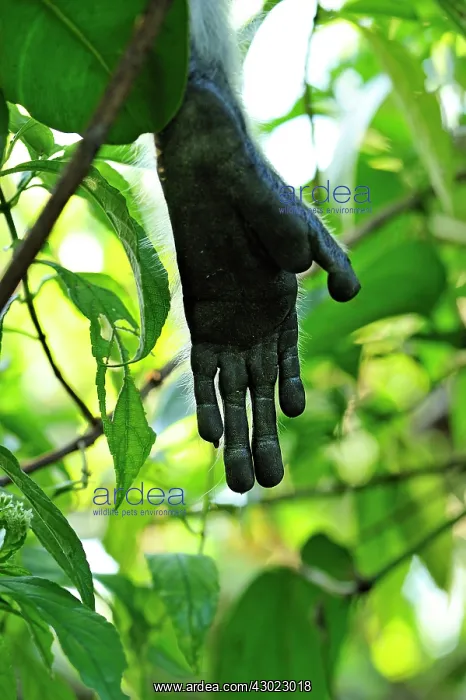 : Zanzibar Red Colobus hand : Zanzibar Red Colobus hand