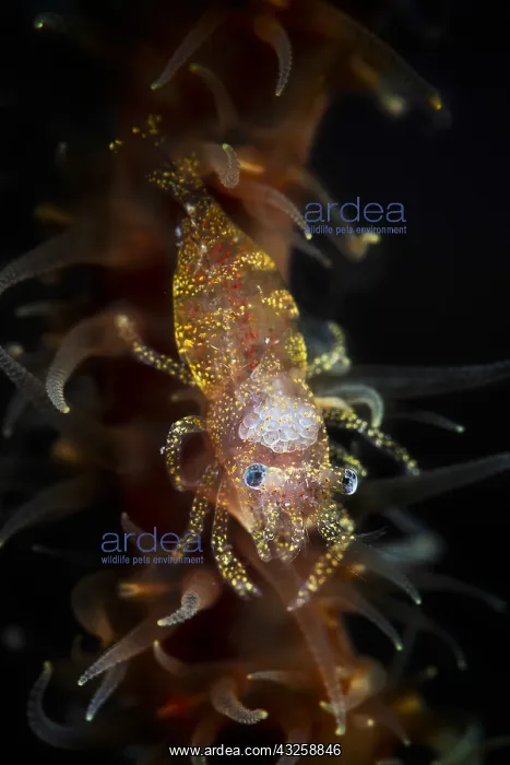 : Zanzibar Shrimp (Dasycaris zanzibarica) on Whip : Zanzibar Shrimp (Dasycaris zanzibarica) on Whip