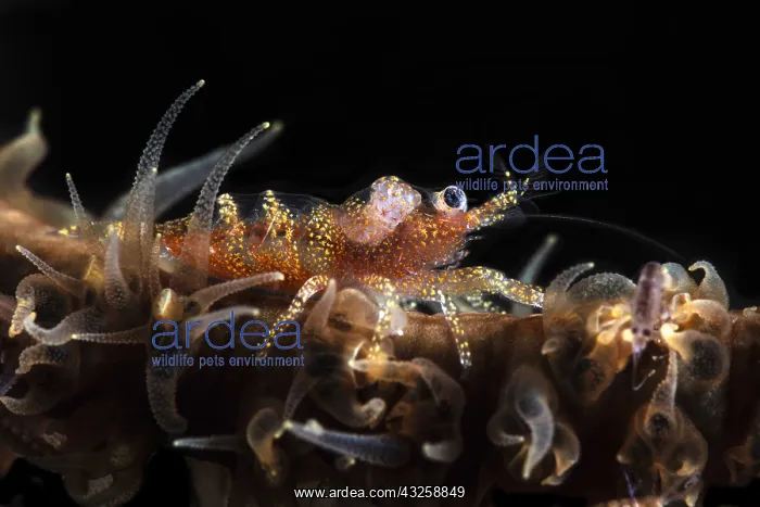 : Zanzibar Shrimp (Dasycaris zanzibarica) on Whip : Zanzibar Shrimp (Dasycaris zanzibarica) on Whip