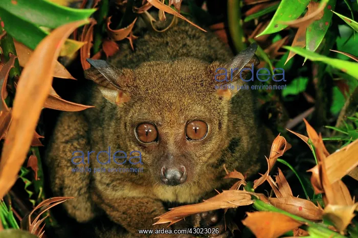 : Zanzibar Small-eared Galago : Zanzibar Small-eared Galago
