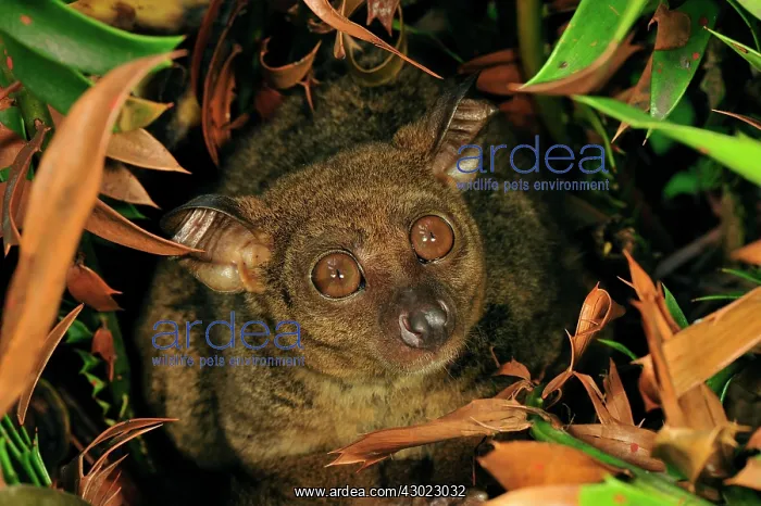 : Zanzibar Small-eared Galago : Zanzibar Small-eared Galago