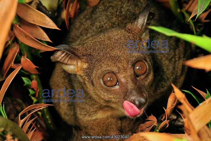 : Zanzibar Small-eared Galago with outstretched tongue : Zanzibar Small-eared Galago with outstretched tongue
