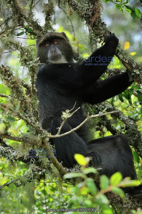 : Zanzibar SykesoAu'@s Monkey sitting in a tree full : Zanzibar SykesoAu'@s Monkey sitting in a tree full