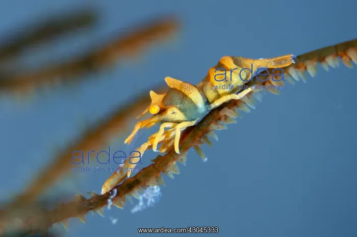 : Zanzibar Whip Coral Shrimp - on coral - Batu Niti : Zanzibar Whip Coral Shrimp - on coral - Batu Niti