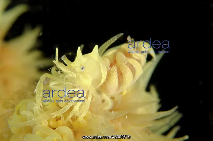 : Zanzibar Whip Coral Shrimp on Whip coral Midnight : Zanzibar Whip Coral Shrimp on Whip coral Midnight