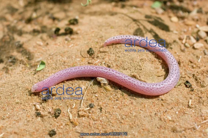 : Zarudnyi's Worm Lizard : Zarudnyi's Worm Lizard