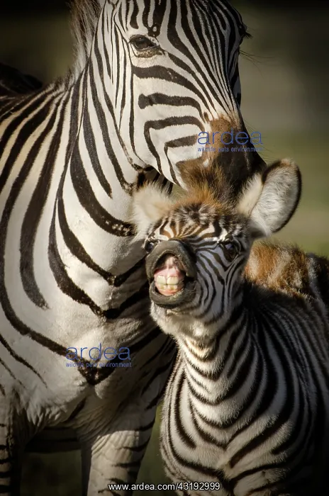 : Zebra baby making a grimace next to his mother : Zebra baby making a grimace next to his mother
