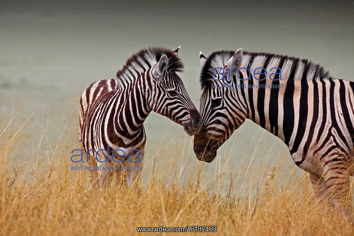 : Zebra baby next to his mother, Etosha National Park : Zebra baby next to his mother, Etosha National Park