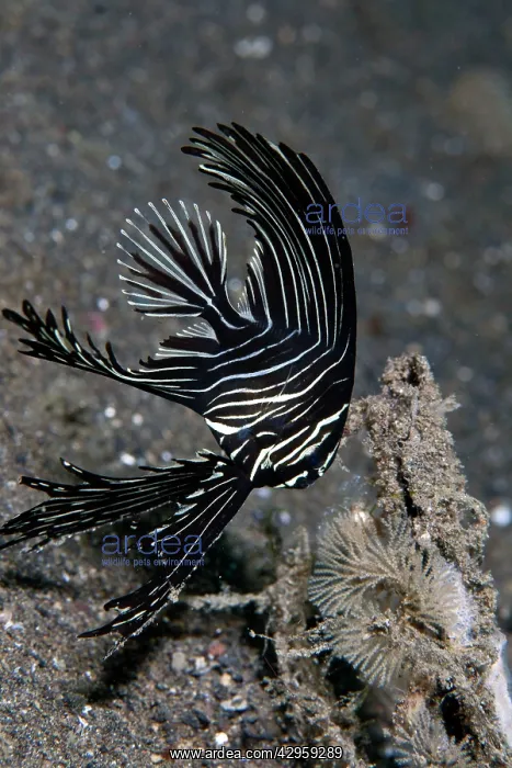 : Zebra Batfish : Zebra Batfish