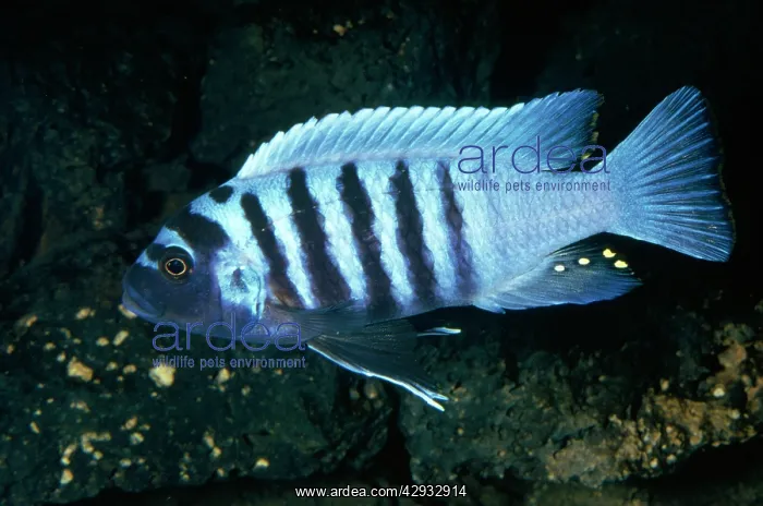 : Zebra Cichlid - Egg Spots : Zebra Cichlid - Egg Spots