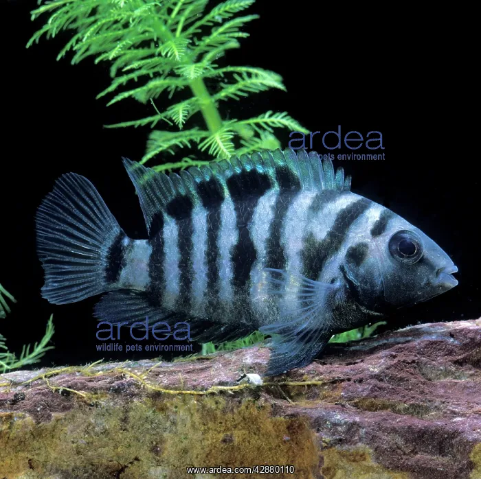 : Zebra / Convict CICHLID : Zebra / Convict CICHLID