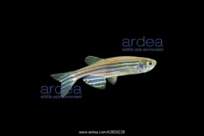 : Zebra Danio Fish - black background side view : Zebra Danio Fish - black background side view