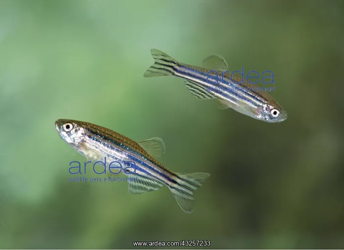 : ZEBRA DANIO FISH - pair : ZEBRA DANIO FISH - pair