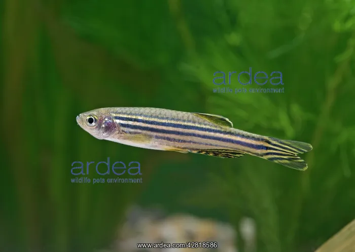 : Zebra Danio - side view by weeds : Zebra Danio - side view by weeds