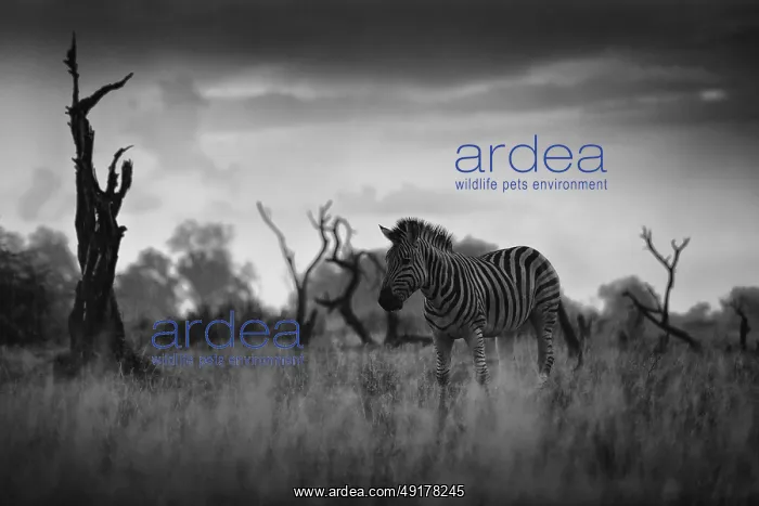 : Zebra with dark storm sky. Burchell's zebra : Zebra with dark storm sky. Burchell's zebra