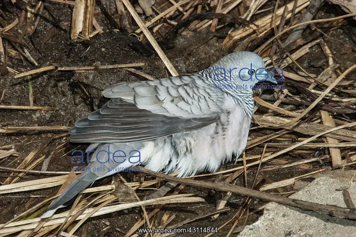 : Zebra Dove : Zebra Dove