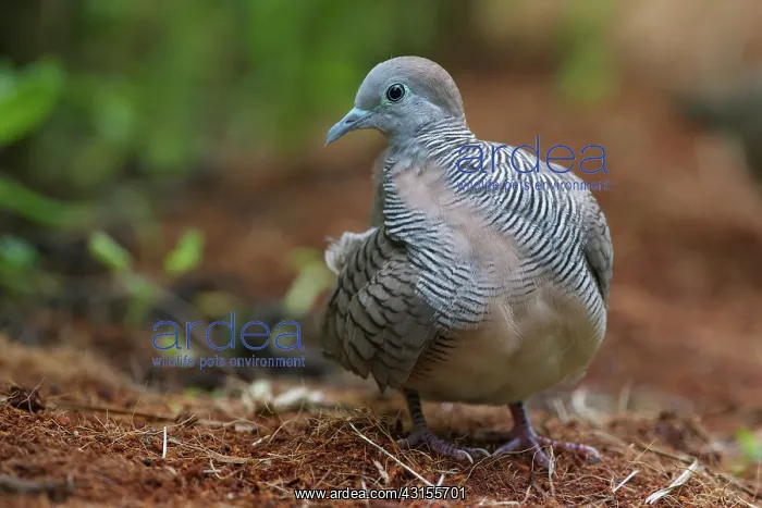 : Zebra Dove : Zebra Dove
