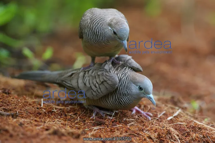 : Zebra Dove : Zebra Dove