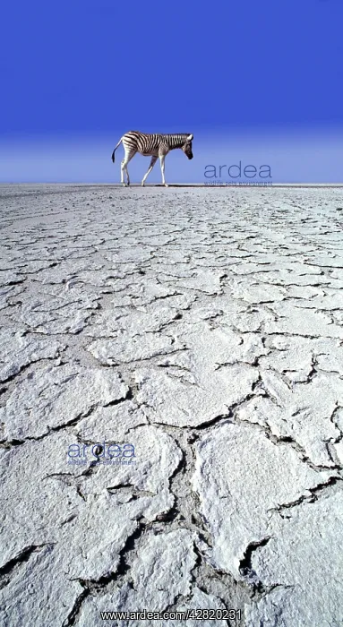  : ZEBRA - in drought landscape