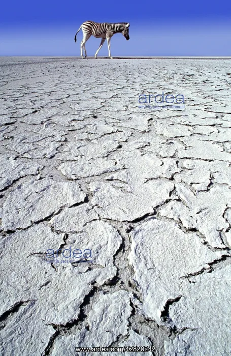  : ZEBRA - in drought landscape