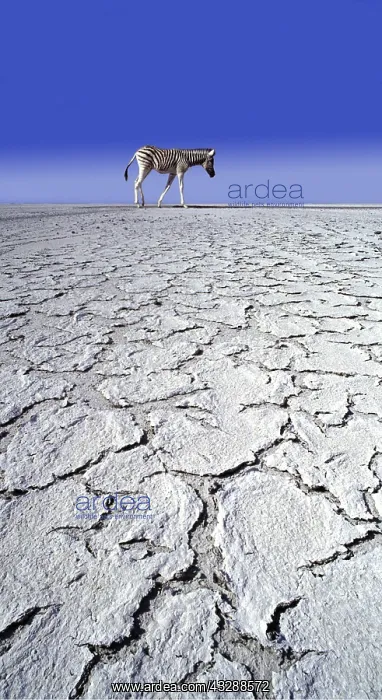 : ZEBRA - in drought landscape : ZEBRA - in drought landscape