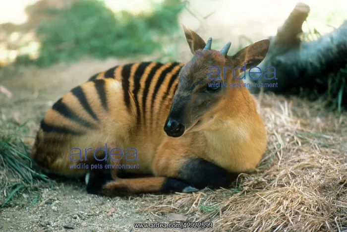 : ZEBRA DUIKER : ZEBRA DUIKER