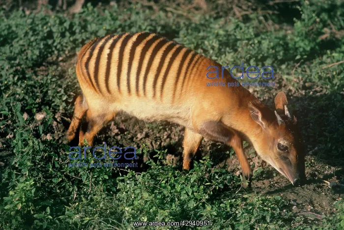  : Zebra Duiker - male