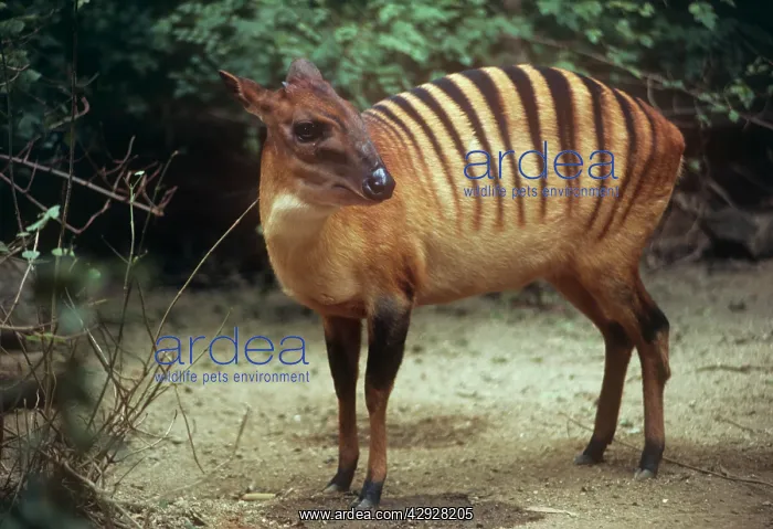 : Zebra Duiker - male foraging : Zebra Duiker - male foraging