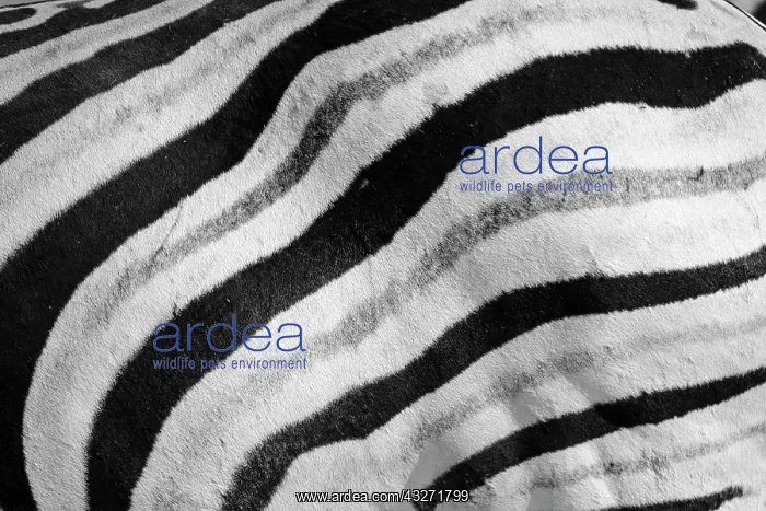 : Zebra (Equus burchelli) stripes pattern black and : Zebra (Equus burchelli) stripes pattern black and