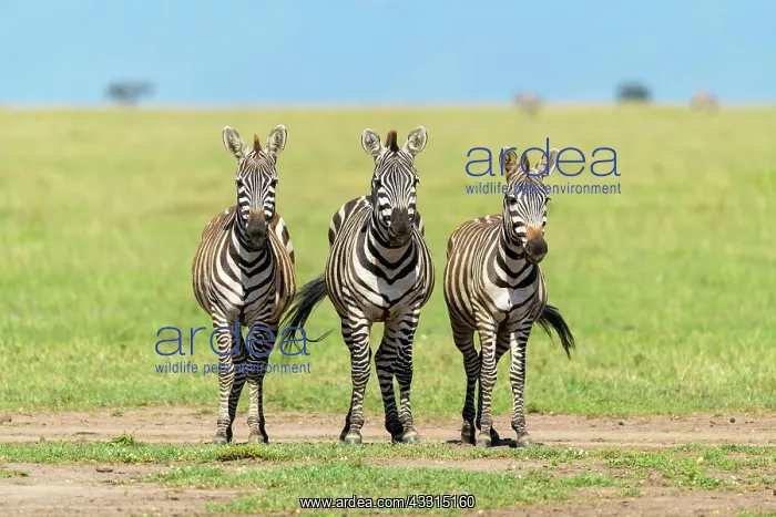 : Zebra (Equus quagga), three animal, Masai Mara National : Zebra (Equus quagga), three animal, Masai Mara National