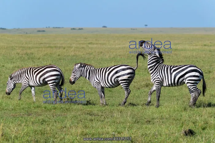 : Zebra (Equus quagga), three animal in a row, Masai : Zebra (Equus quagga), three animal in a row, Masai