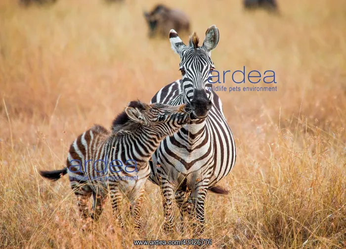 : Zebra (Equus quagga) with a baby. Kenya. Tanzani : Zebra (Equus quagga) with a baby. Kenya. Tanzani