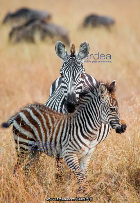 : Zebra (Equus quagga) with a baby. Kenya. Tanzani : Zebra (Equus quagga) with a baby. Kenya. Tanzani