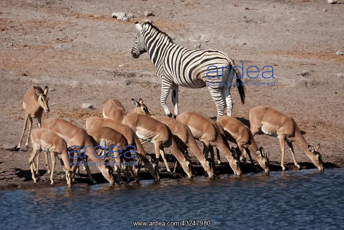 : Zebra (Equus Quagga Burchellii) and black-faced : Zebra (Equus Quagga Burchellii) and black-faced