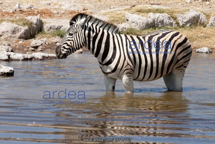: Zebra (Equus quagga burchellii) standing : Zebra (Equus quagga burchellii) standing