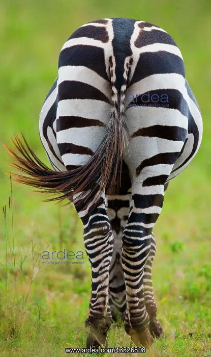 : Zebra (Equus quagga). Back view. Kenya. Tanzania : Zebra (Equus quagga). Back view. Kenya. Tanzania