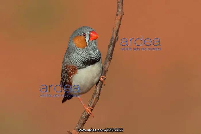 : Zebra Finch : Zebra Finch