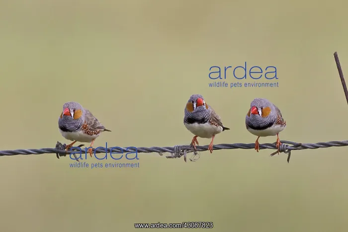 : Zebra Finch : Zebra Finch
