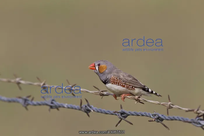 : Zebra Finch : Zebra Finch