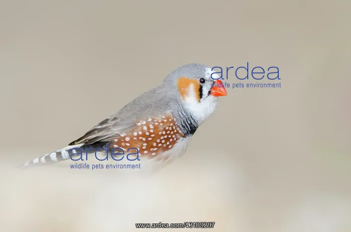 : Zebra Finch : Zebra Finch