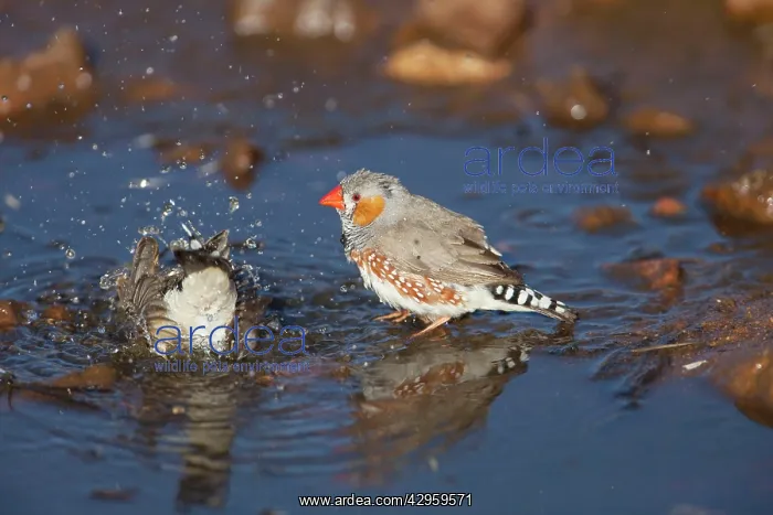 : Zebra Finch - bathing at a pool in Donkey Creek : Zebra Finch - bathing at a pool in Donkey Creek