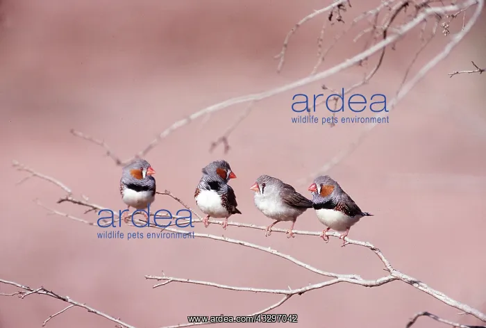 : ZEBRA FINCH - four on branch : ZEBRA FINCH - four on branch