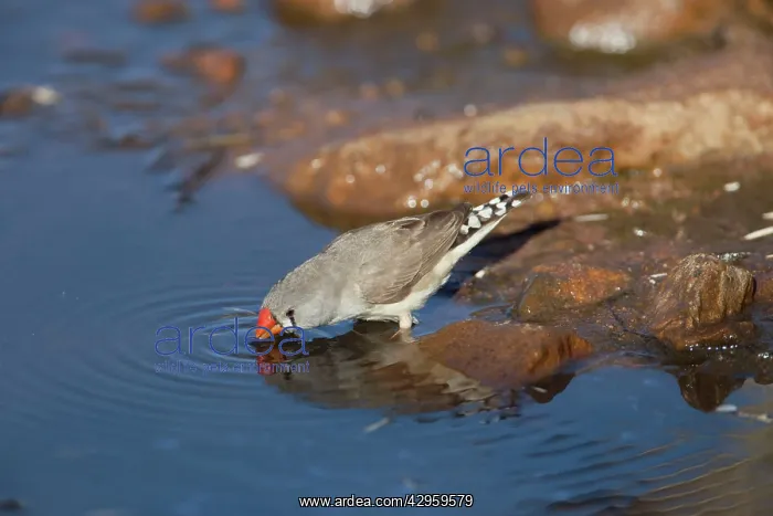 : Zebra Finch - drinking from pool : Zebra Finch - drinking from pool