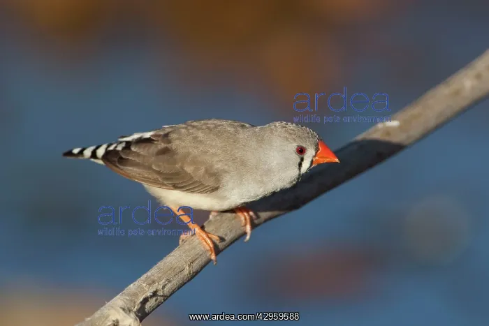 : Zebra Finch - female : Zebra Finch - female