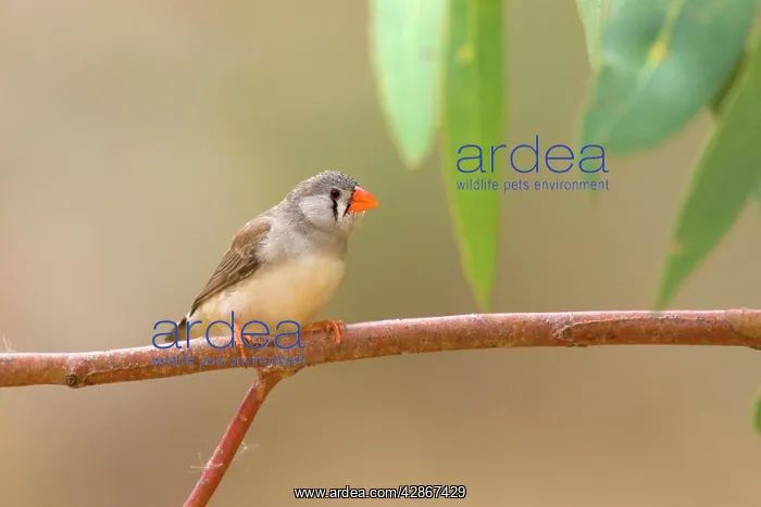 : Zebra Finch - female adult sits on a branch near : Zebra Finch - female adult sits on a branch near