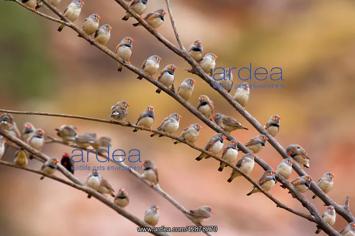 : Zebra Finch - flock of male and female Zebra Finches : Zebra Finch - flock of male and female Zebra Finches