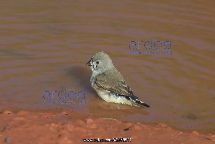 : Zebra Finch - juvenile in pool : Zebra Finch - juvenile in pool